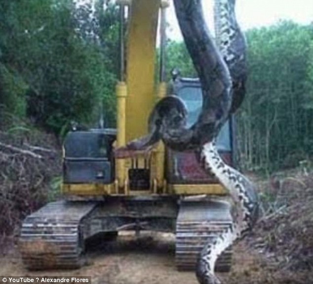 Largest anaconda